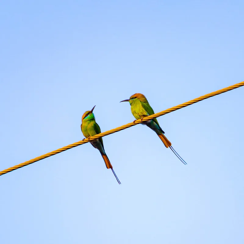 Asian Green Bee-eaters