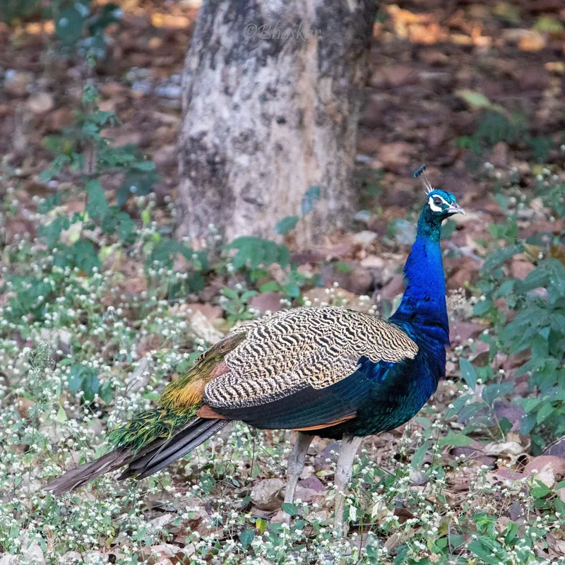 Peacock
